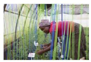 Kotido women farmer's group!