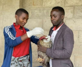 Ms. Nice Vaccinating a Chicken