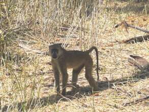 Primates are Common Visitors to Local Farms