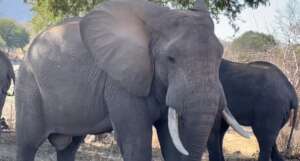 Elephants near Mboliboli