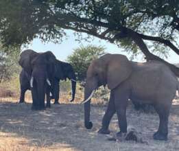 Mboliboli Women Promote Coexistence With Elephants