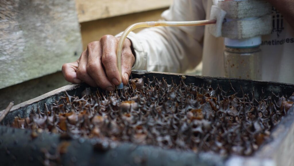 Beehives for life in the Bornean rainforest.