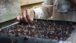 A beehive in Umbo