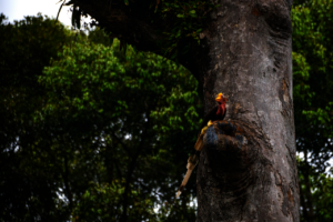 Helmeted hornbill, an endangered species protected