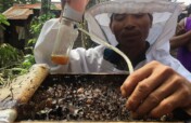 Beehives for life in the Bornean rainforest.
