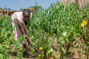 Tomato growing, a solid wellspring of farmers
