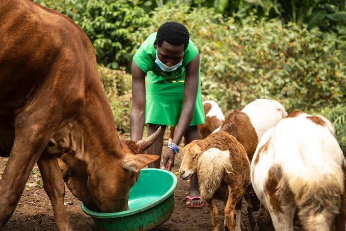 Building secure Livelihoods