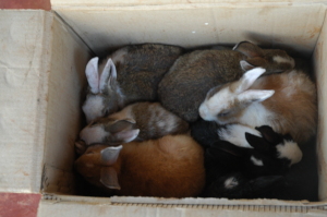 The baby Rabbits just after delivery