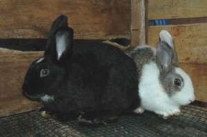 The fully grown rabbits in their cage