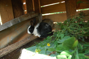 The rabbits in their new cage