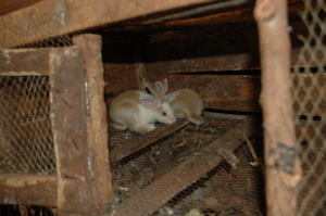 The recently produced bunnies in thier hutch