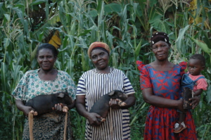 Farmers during the distribution of piglets