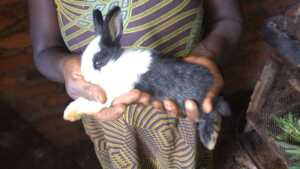 This rabbit is one month old. It looks cute!