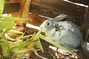 One of the first rabbits under the projects