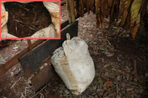 Rabbit manure is collected and later put in soil