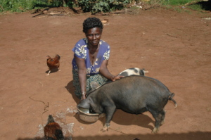 Farmers posing with pigs during field visit