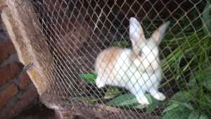 One of the baby rabbits in its cage.