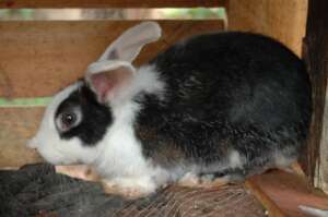 One of the rabbits that got a fatal nose infection