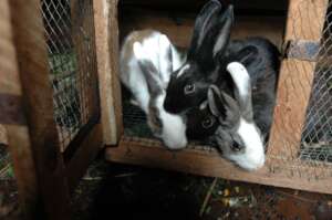 Happy Rabbits from the project