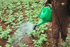 A farmer applies rabbit urine to his field