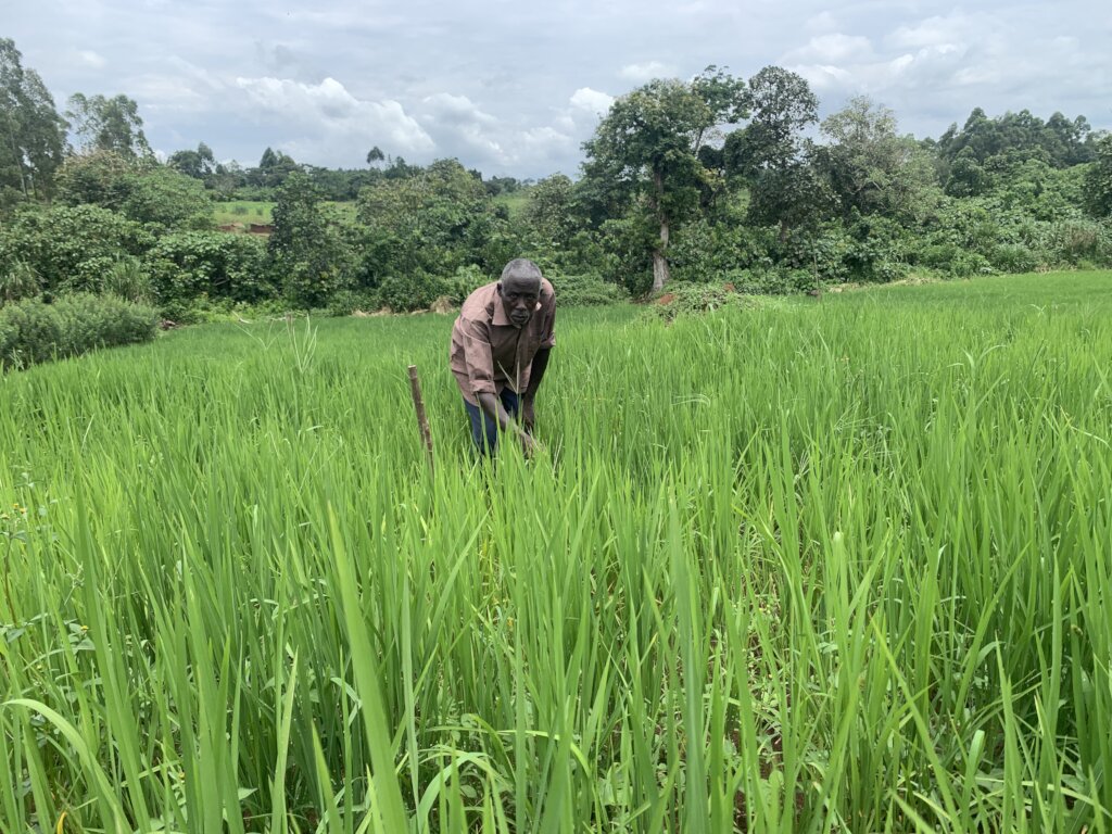 Enhancing Livelihoods through Sustainable Piggery