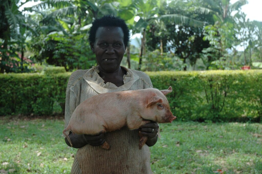 Enhancing Livelihoods through Sustainable Piggery