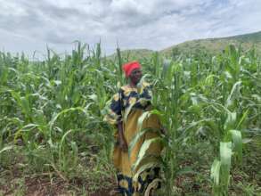 Daisy uses animal urine to fertilise her maize