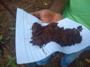 Pig manure helps improve soil fertility