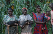 Enhancing Livelihoods through Sustainable Piggery