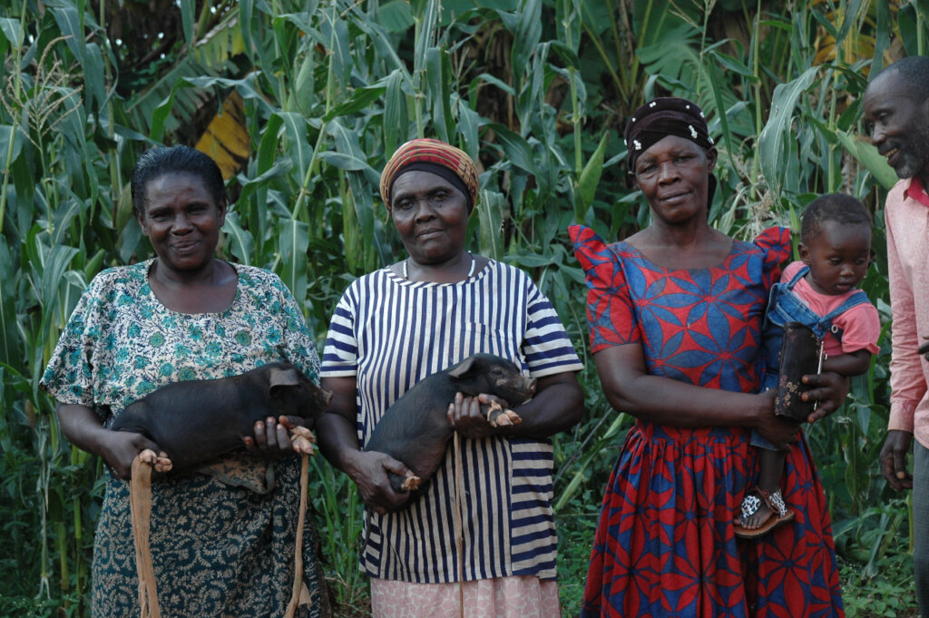 Enhancing Livelihoods through Sustainable Piggery