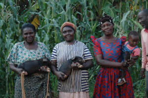 Enhancing Livelihoods through Sustainable Piggery