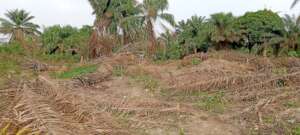 Site Clearing View