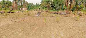 Leveled site view.
