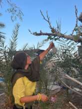 A volunteer helping Om Talal in her garden