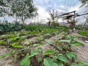 Om Talal food garden