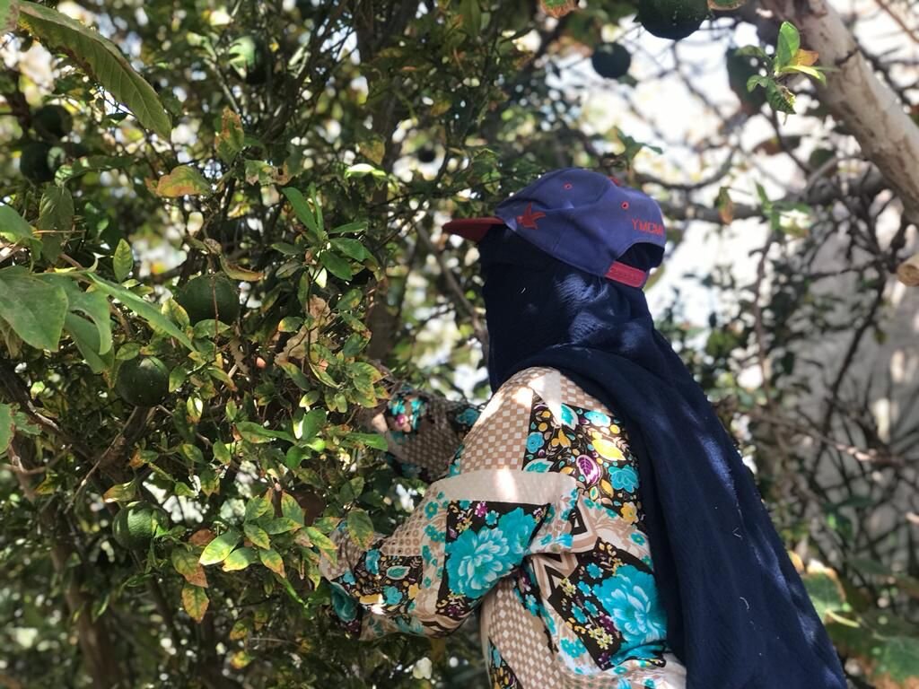 Restoring women-run food gardens in the desert