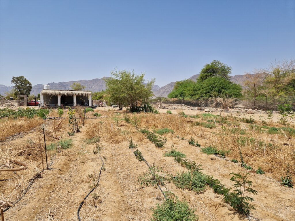 Restoring women-run food gardens in the desert