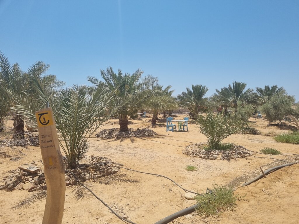 Restoring women-run food gardens in the desert