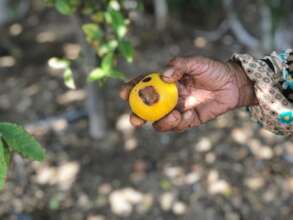 Fruits rotten before ripening for unknown reasons