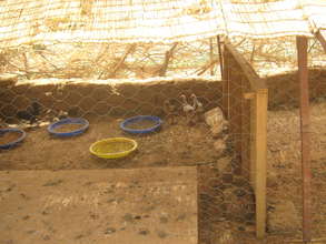 Chickens at Tagantassou