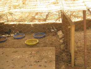 Chickens at the Tagantassou garden.