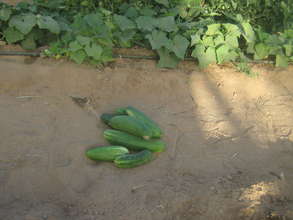 Cucumbers in Soulifett