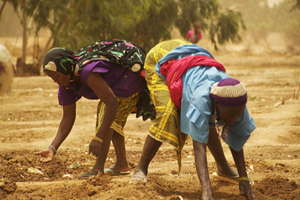 Planting together