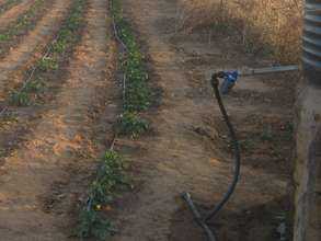 Row of potatoes in Lemdou