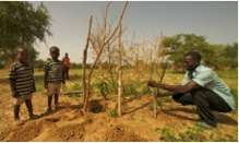 Gardner Tchindo plants mango trees