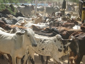 Local herds come to the well to drink.