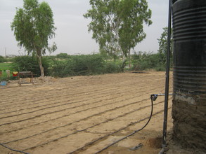 Drip irrigation for the Bonfeba garden.