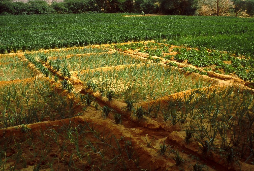 School Market Gardens