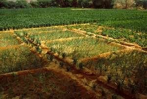Greening the Sahel!