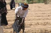 School Market Gardens